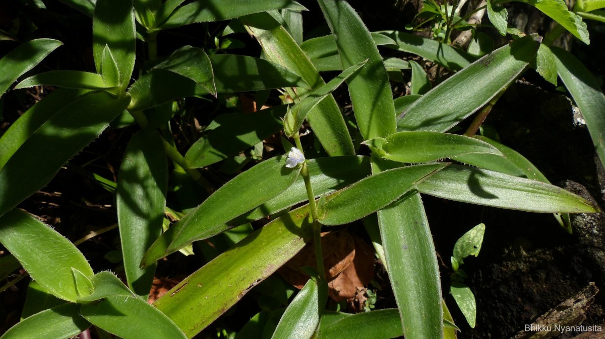 Cyanotis villosa (Spreng.) Schult. & Schult.f.